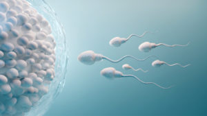 Age and female fertility