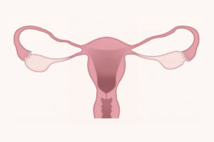 La ponction ovocytaire : Une étape clé dans le parcours de la fécondation in vitro